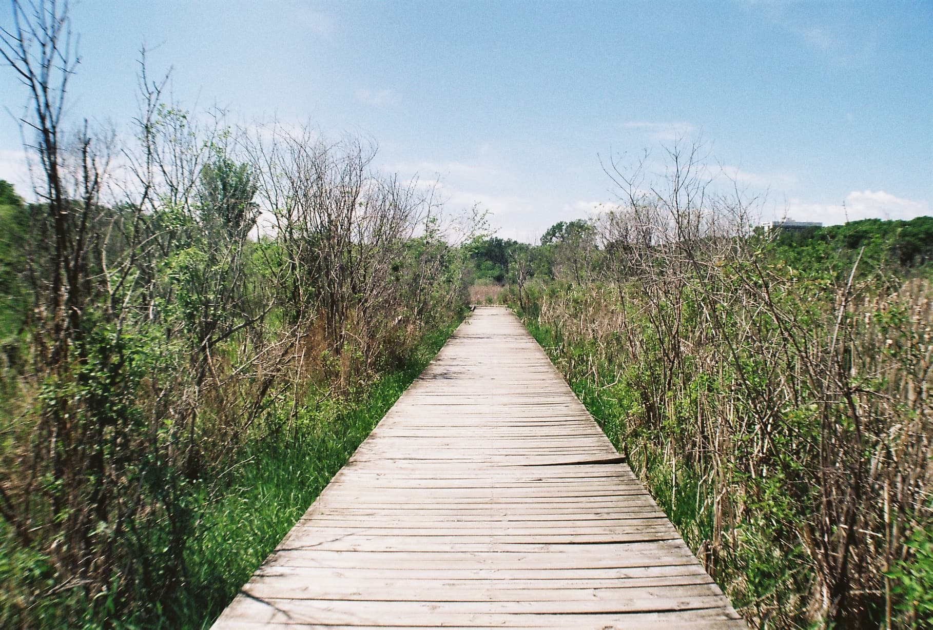 Wooden boardwalk through wetlands